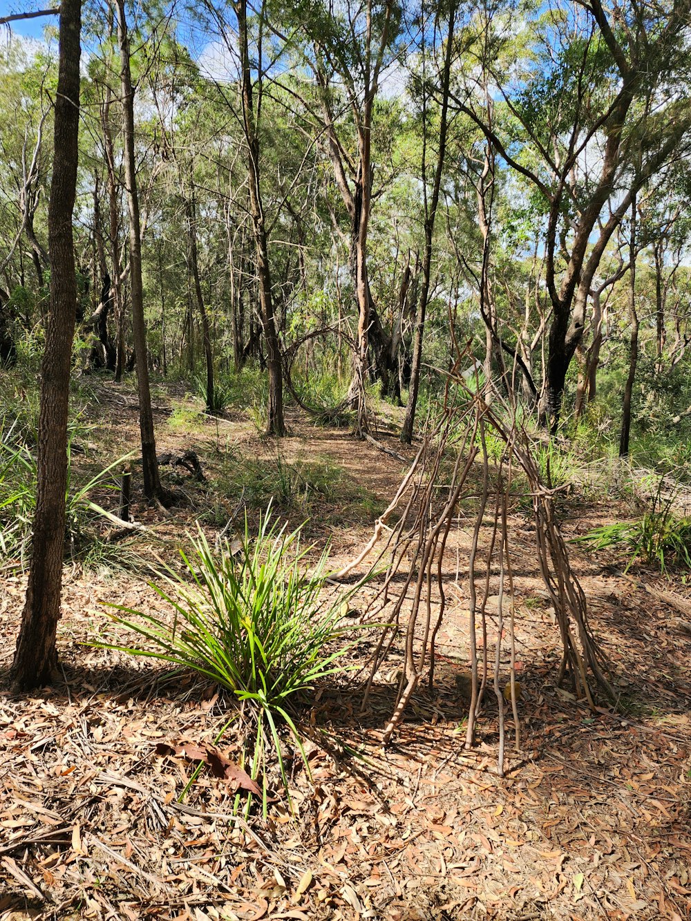 a wooden structure in the middle of a forest