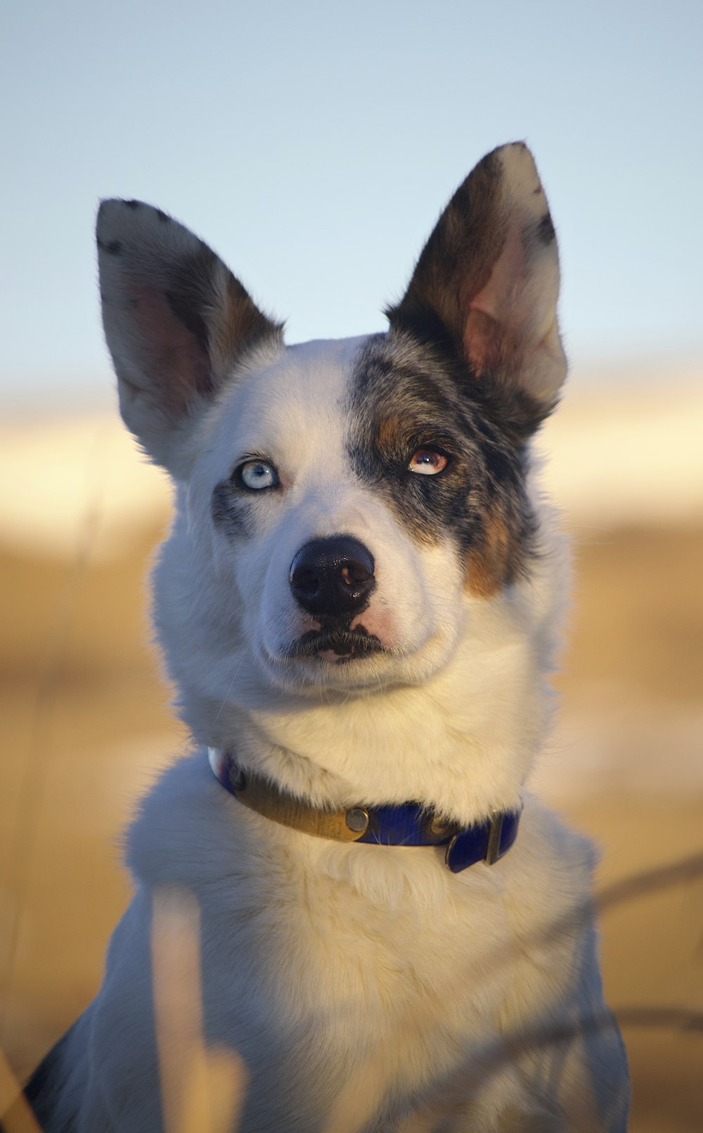 a close up of a dog with a blue eyes