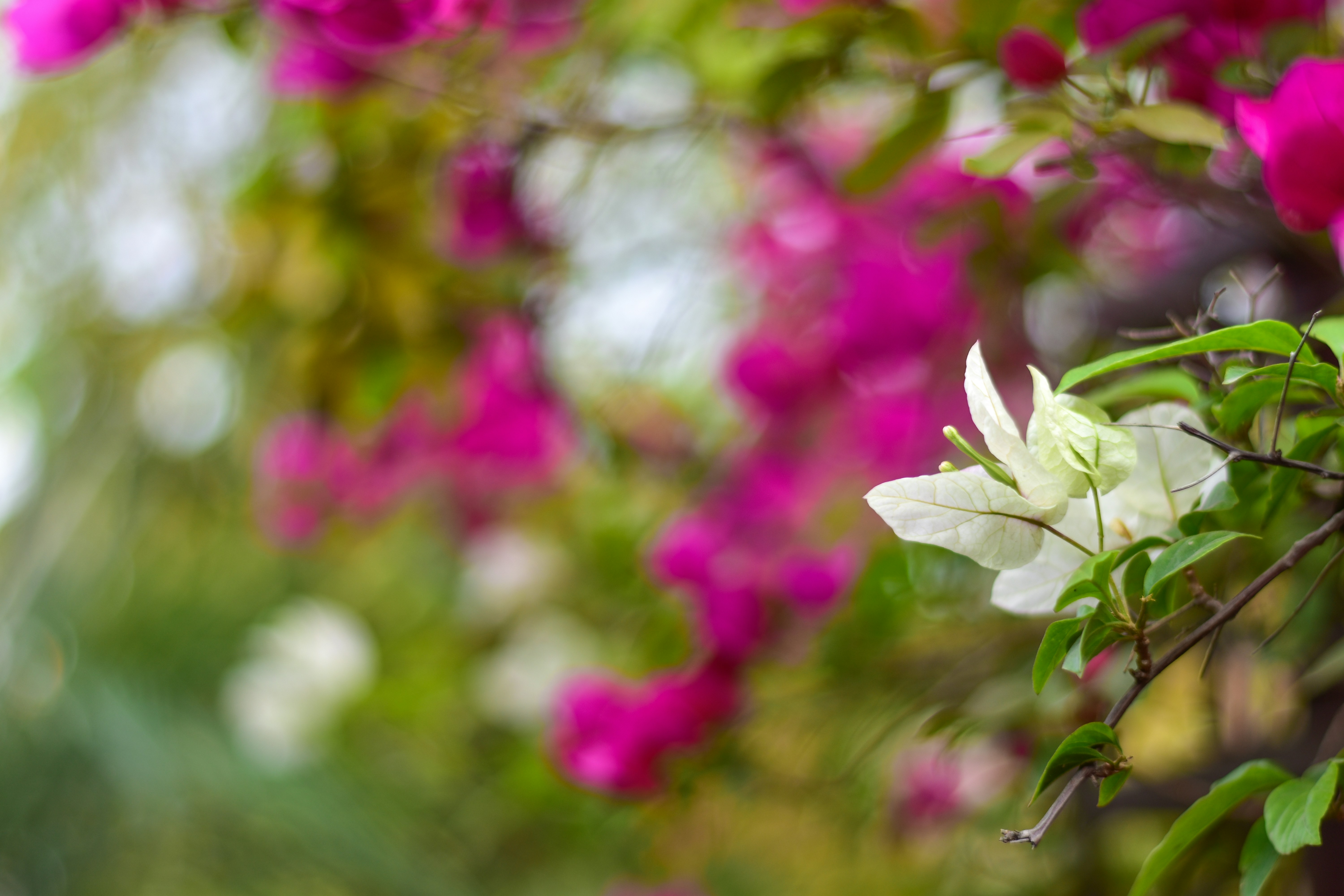 Photo by neelakshi_singh_