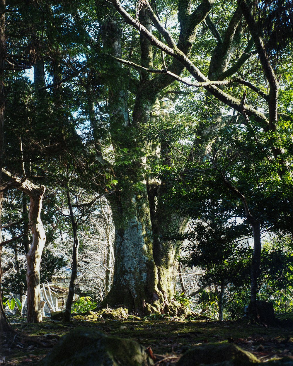 a large tree in the middle of a forest