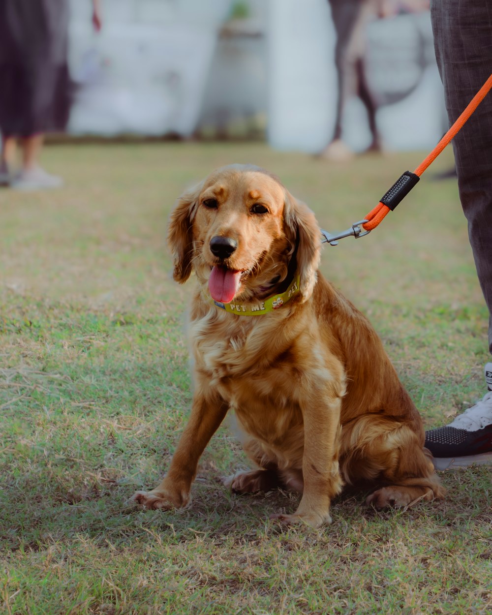 a brown dog sitting on top of a grass covered field