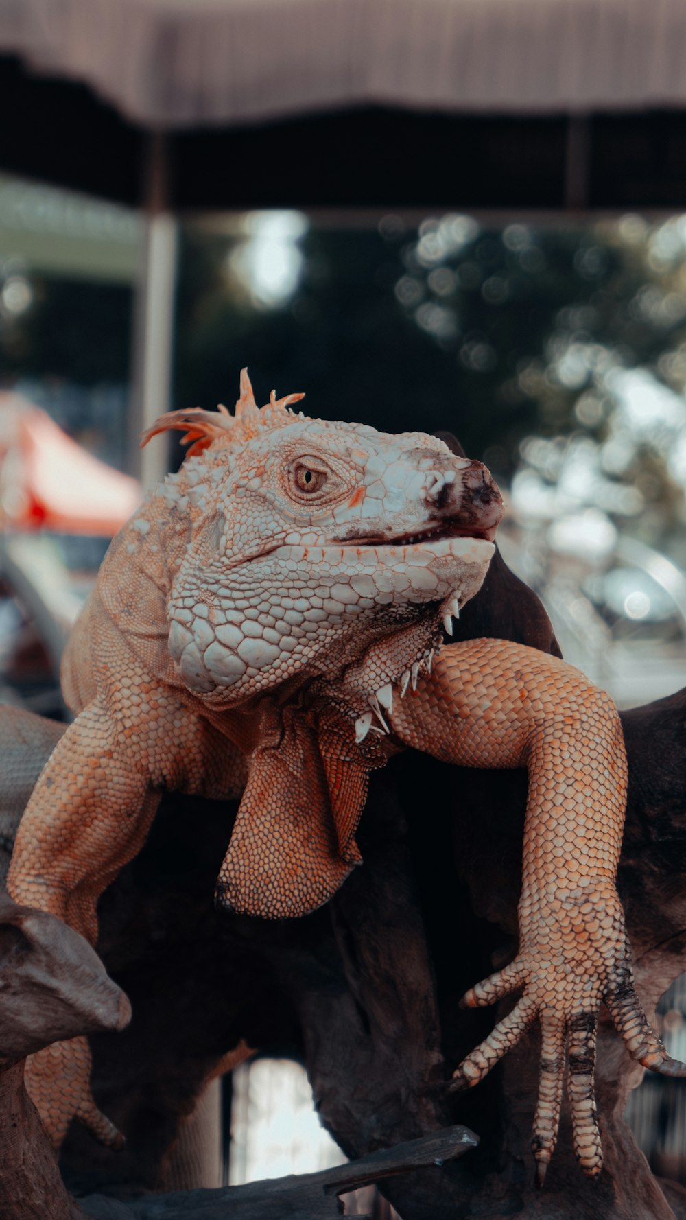 a large lizard sitting on top of a tree branch