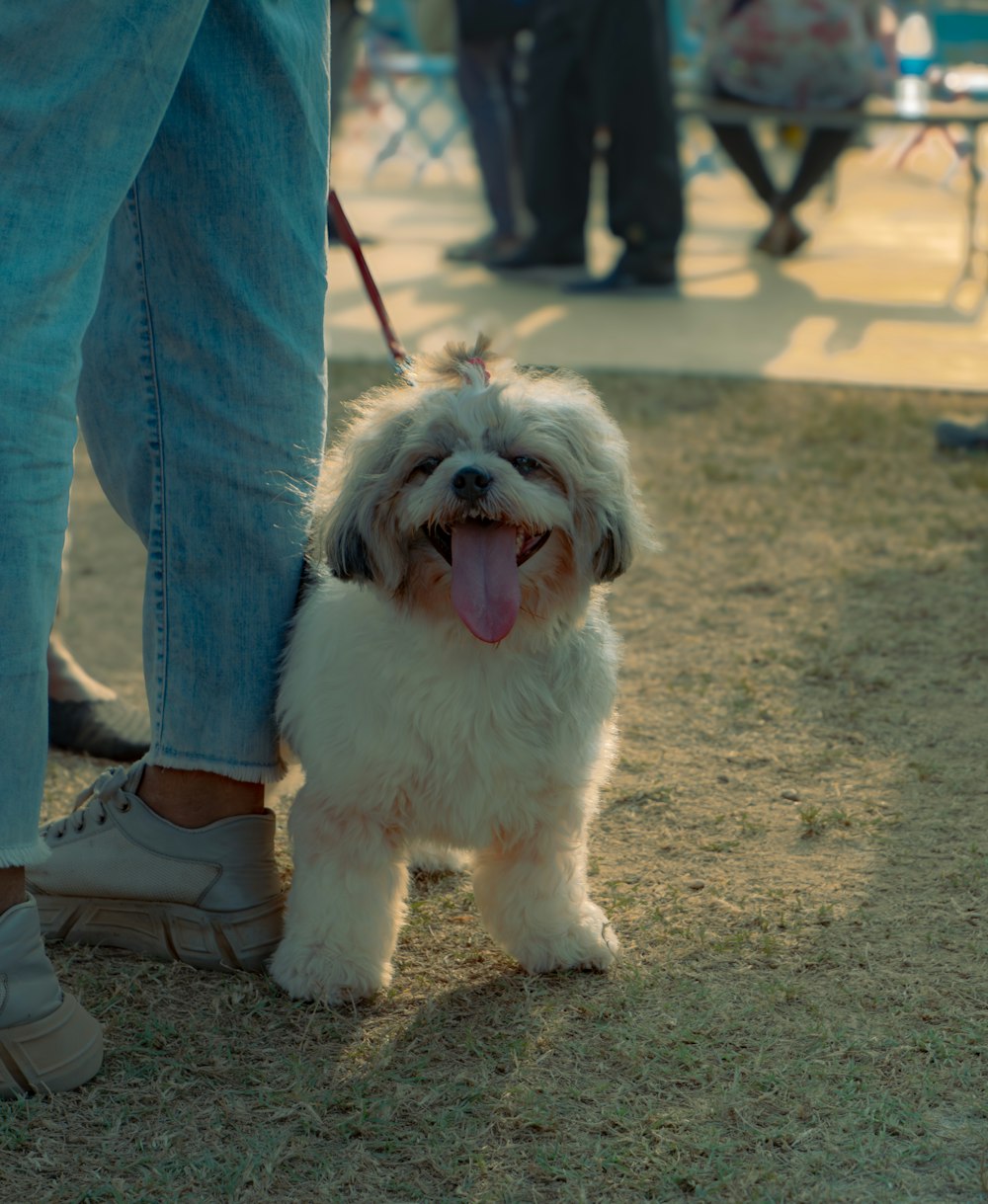 a small white dog standing next to a person