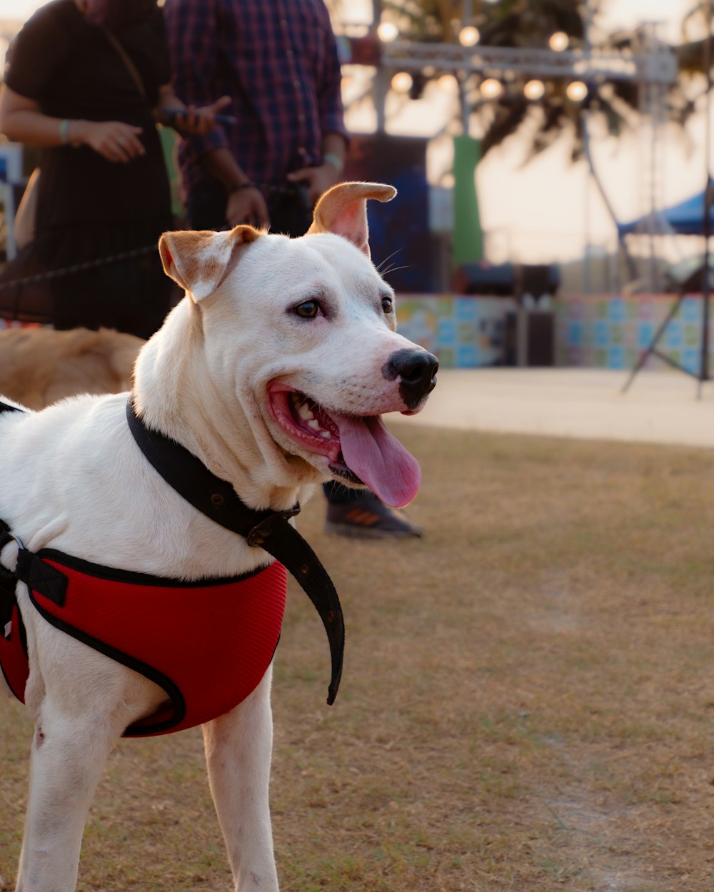 a white dog with a red harness standing in the grass