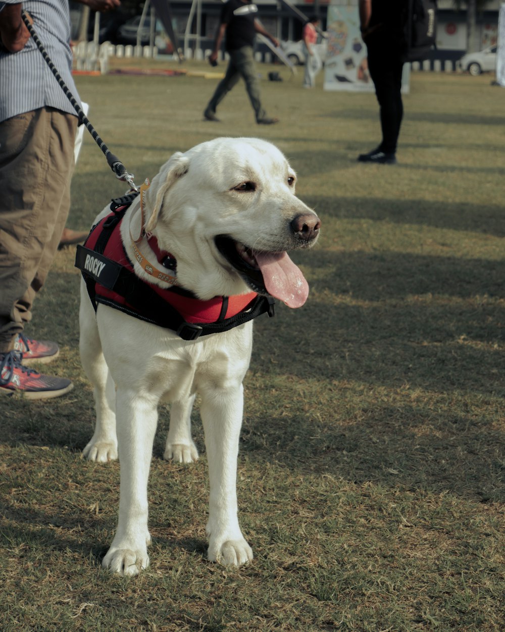 a large white dog with a red harness on