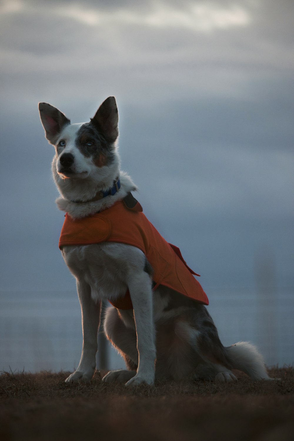 a dog wearing an orange vest sitting on the ground