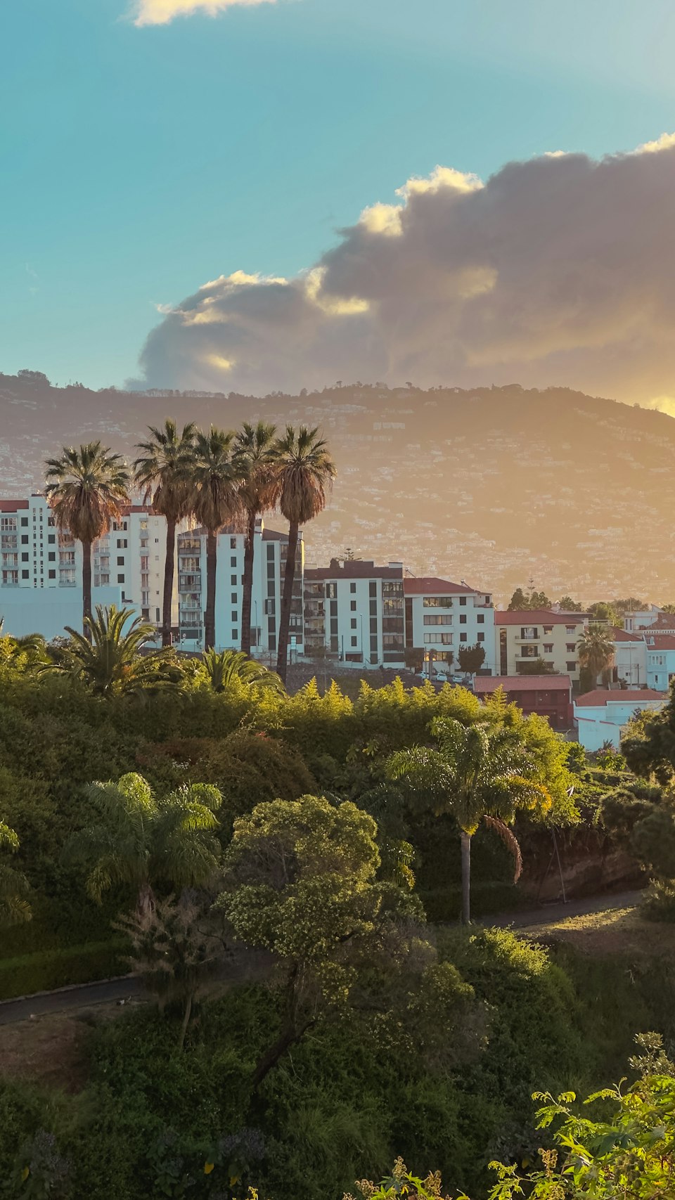 Funchal cityscape with palm trees, Madeira