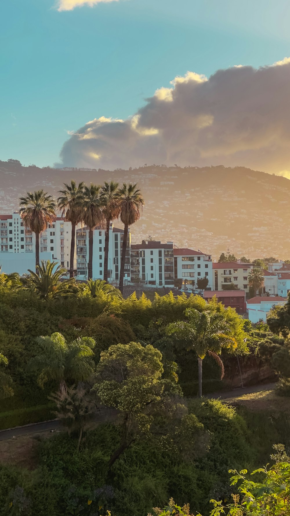 a view of a city with palm trees in the foreground