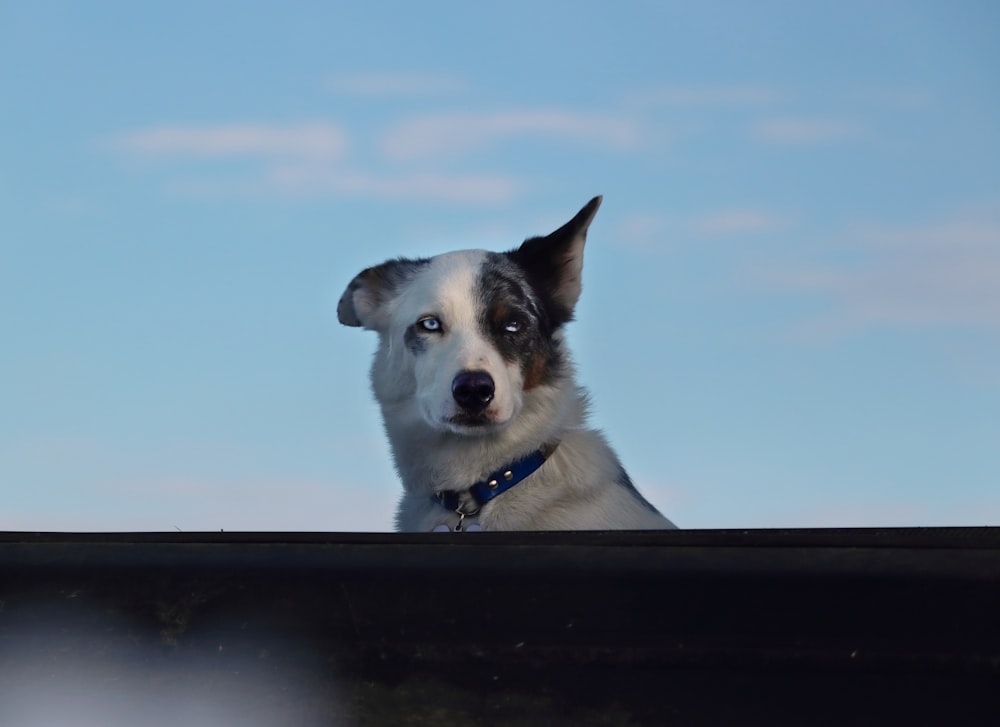 a dog looking over the top of a truck