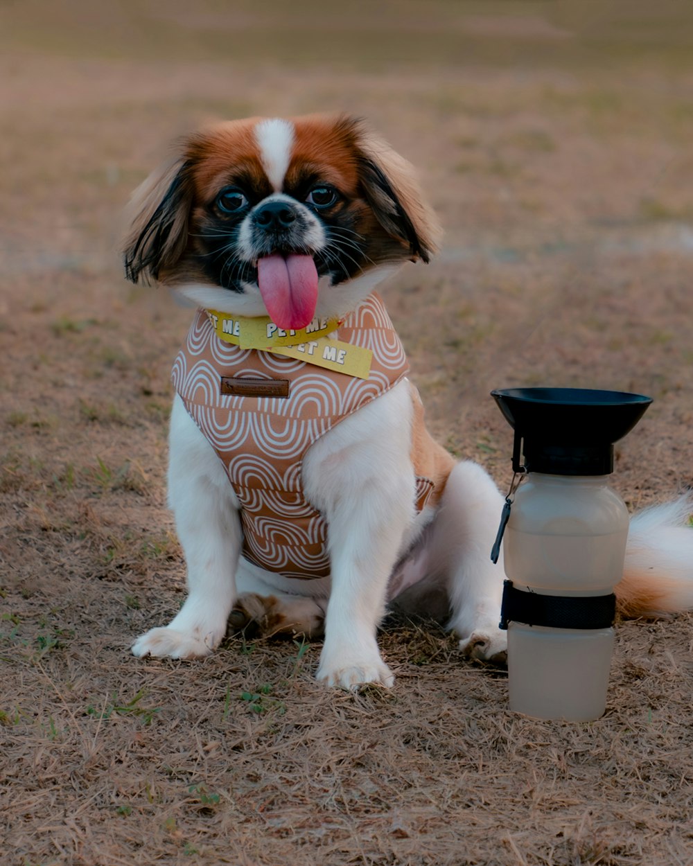 a small brown and white dog sitting next to a bottle