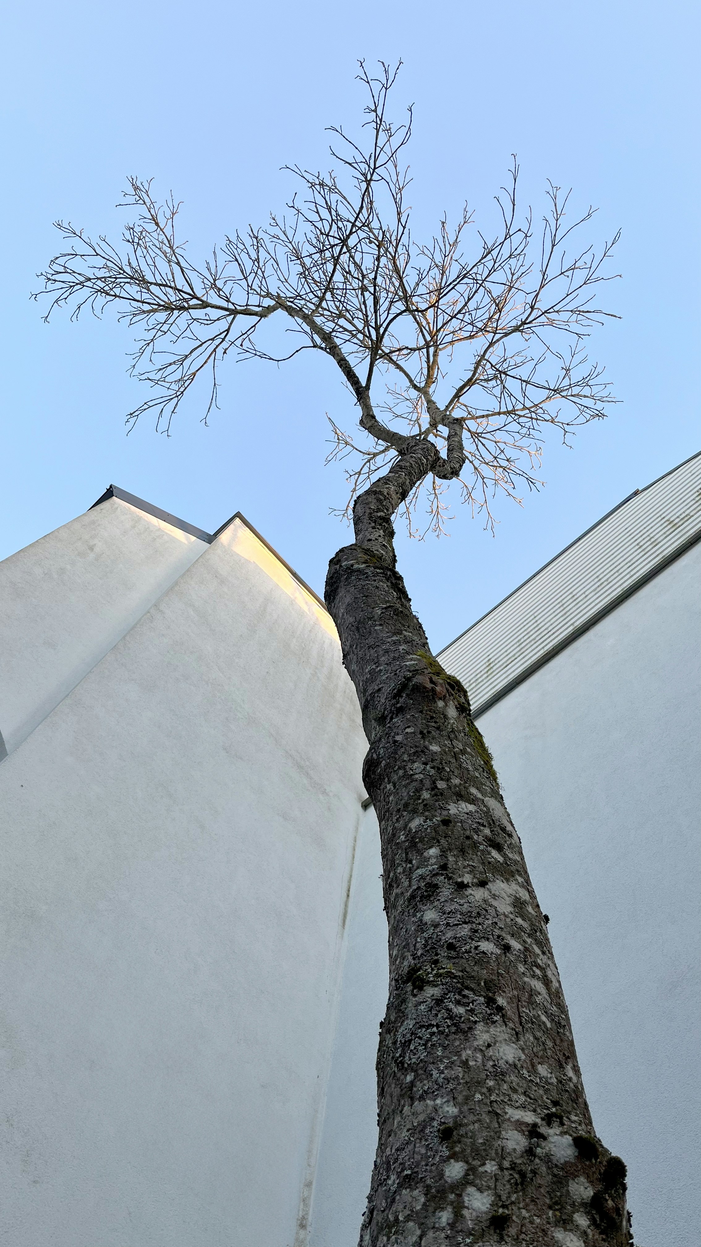 a tall tree with no leaves near a building