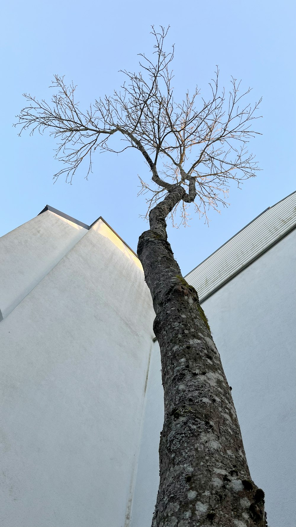 a tall tree with no leaves near a building