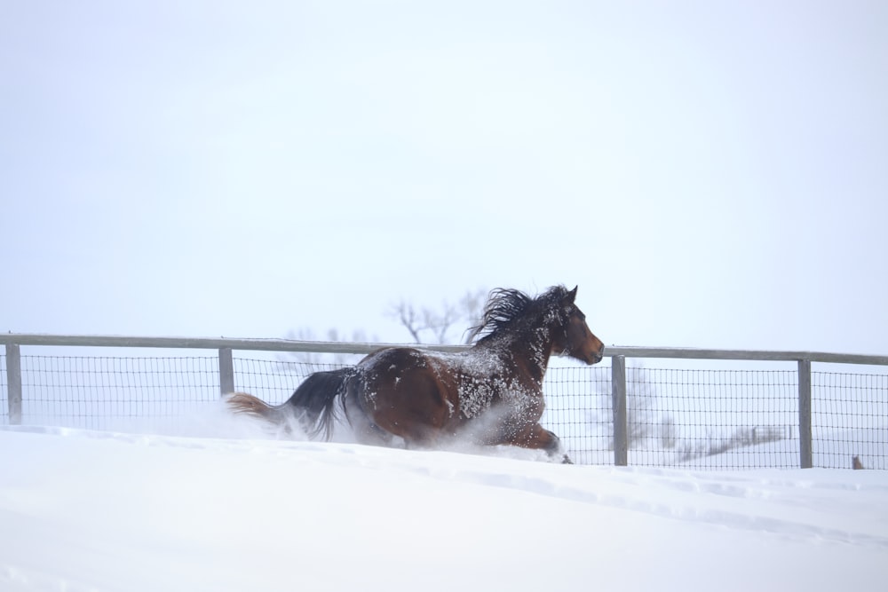 a horse running in the snow behind a fence