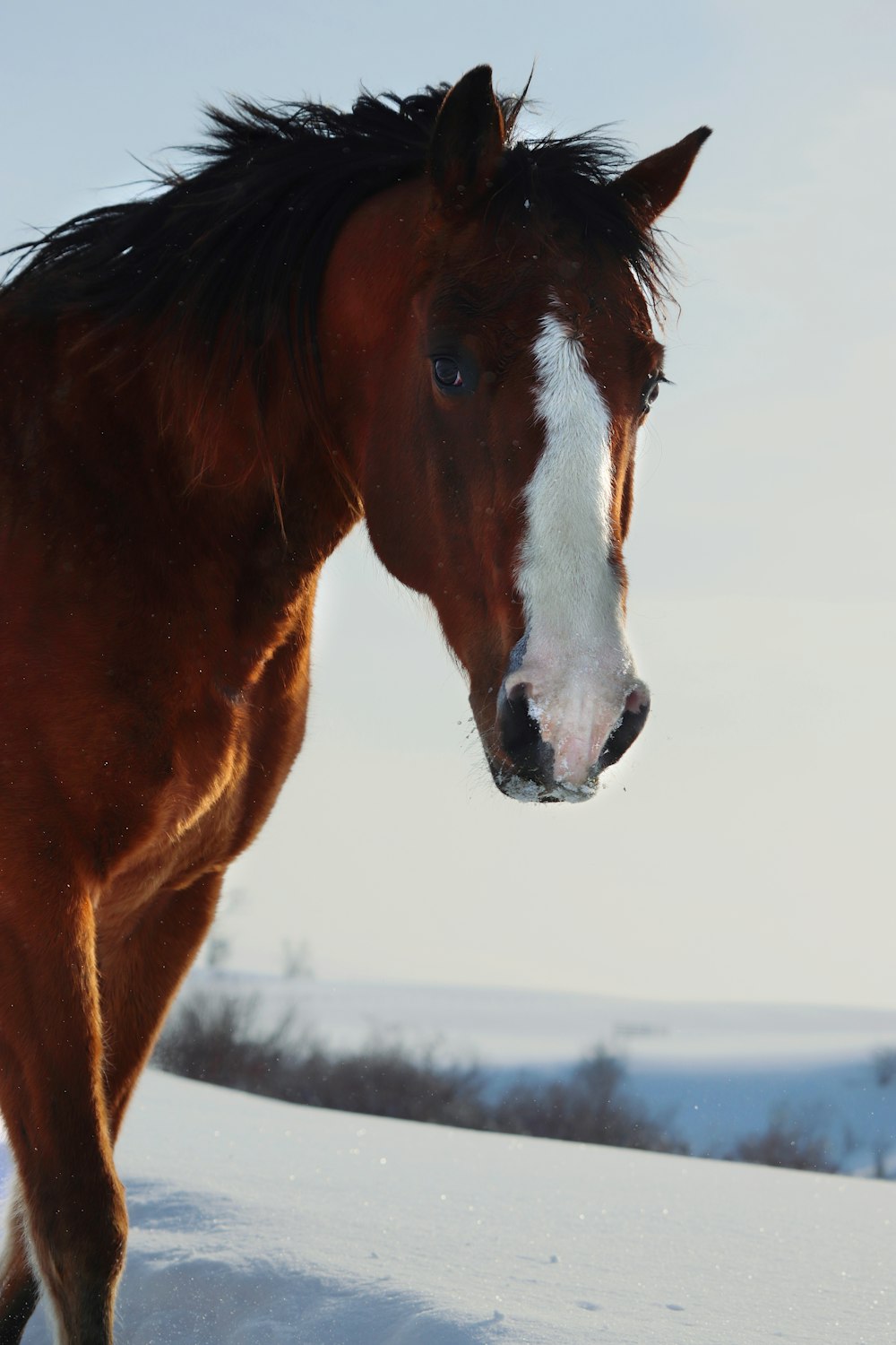 a brown and white horse standing in the snow
