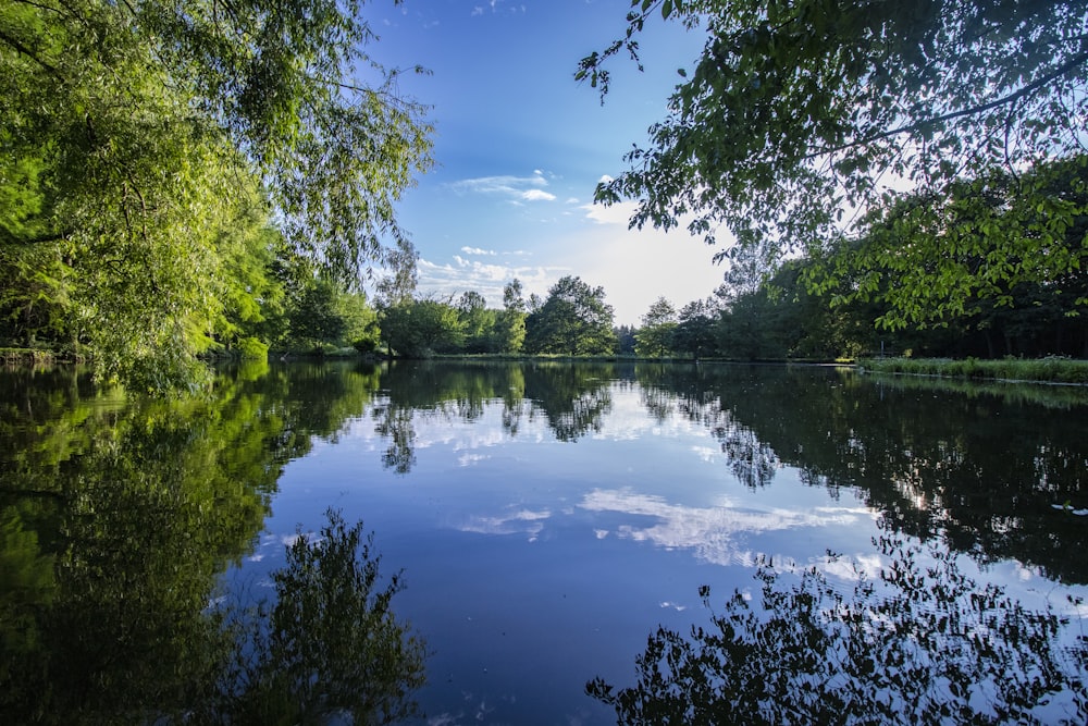 a body of water surrounded by lush green trees