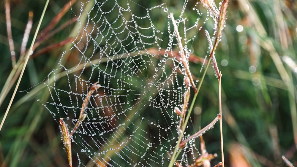 a close up of a spider web on a plant