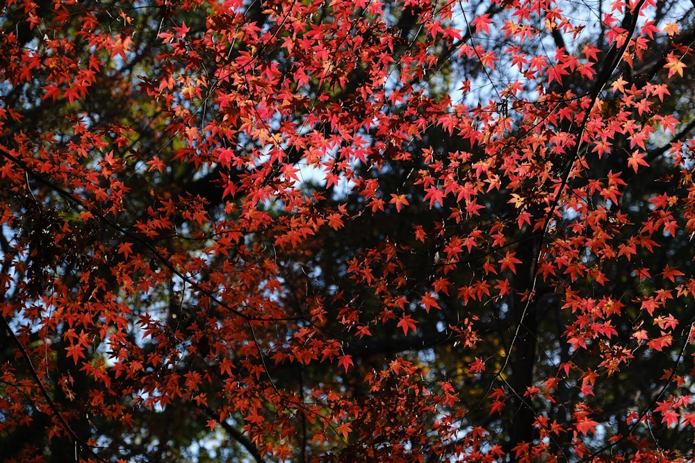 a tree with red leaves in front of a blue sky