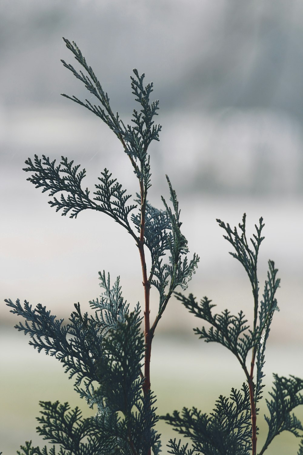 a close up of a plant with a blurry background