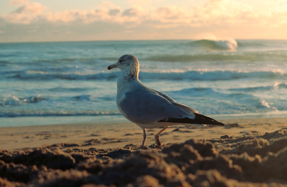 eine Möwe steht an einem Strand in der Nähe des Ozeans