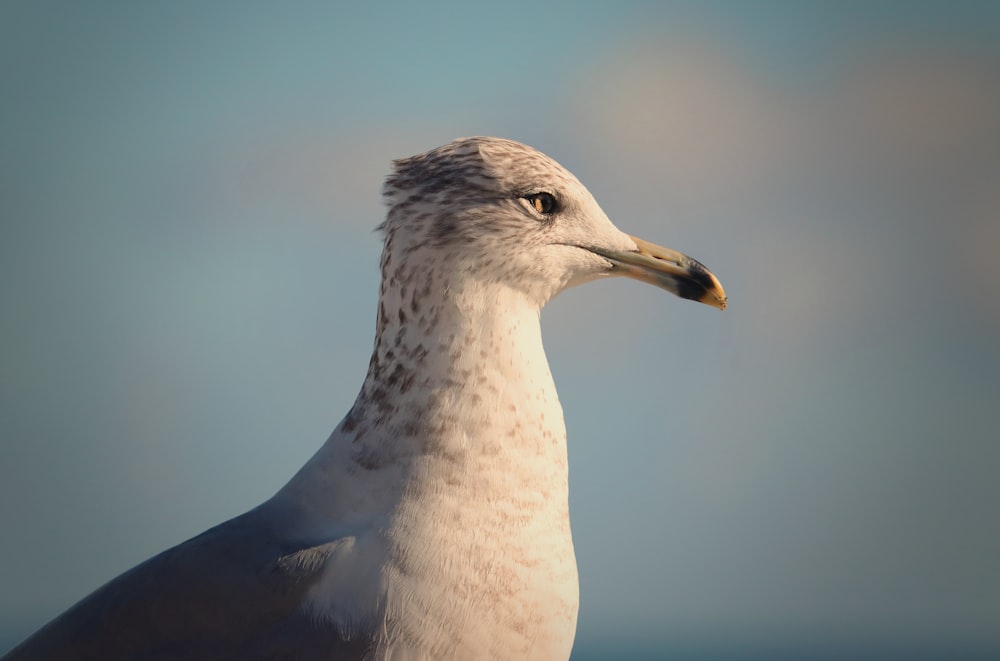a close up of a seagull with a sky background