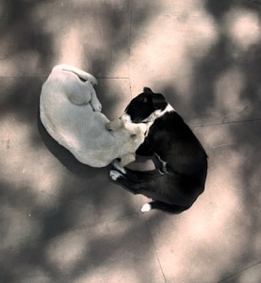 a black and white dog laying on the ground