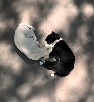 a black and white dog laying on the ground