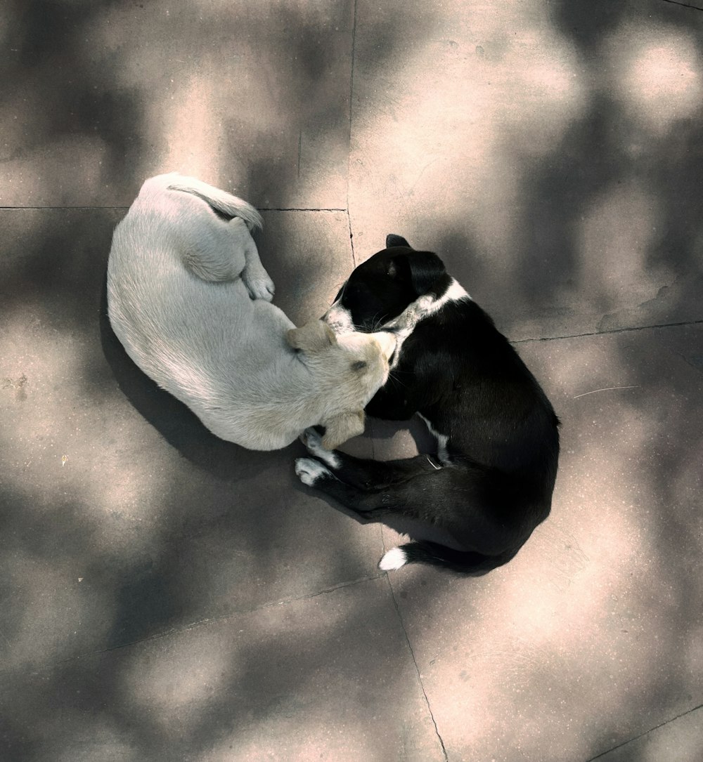 un perro blanco y negro tirado en el suelo