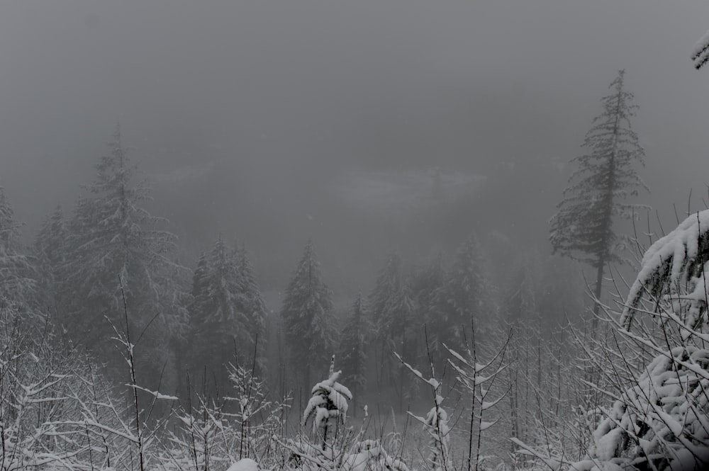 a black and white photo of snow covered trees