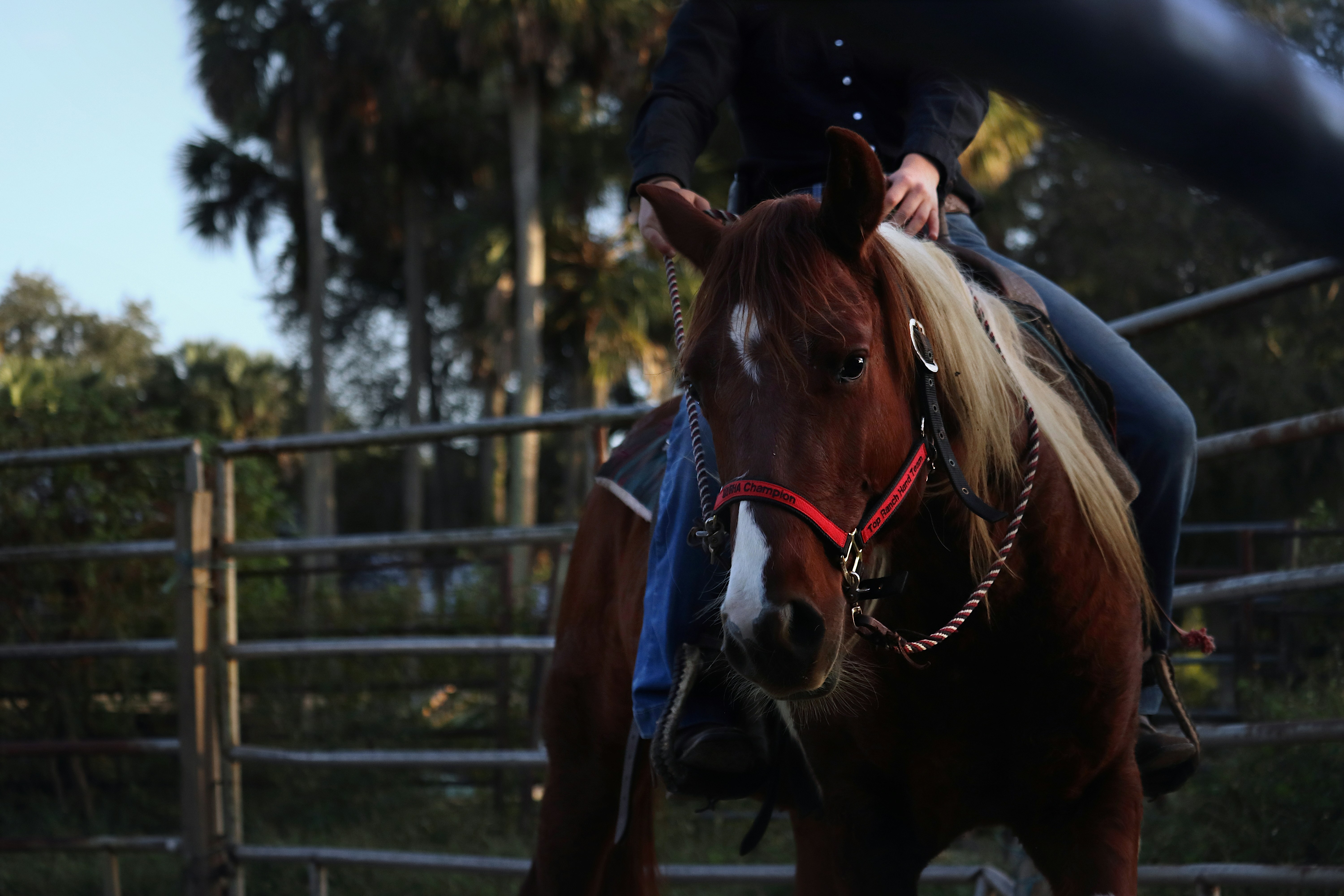 Round penning colt