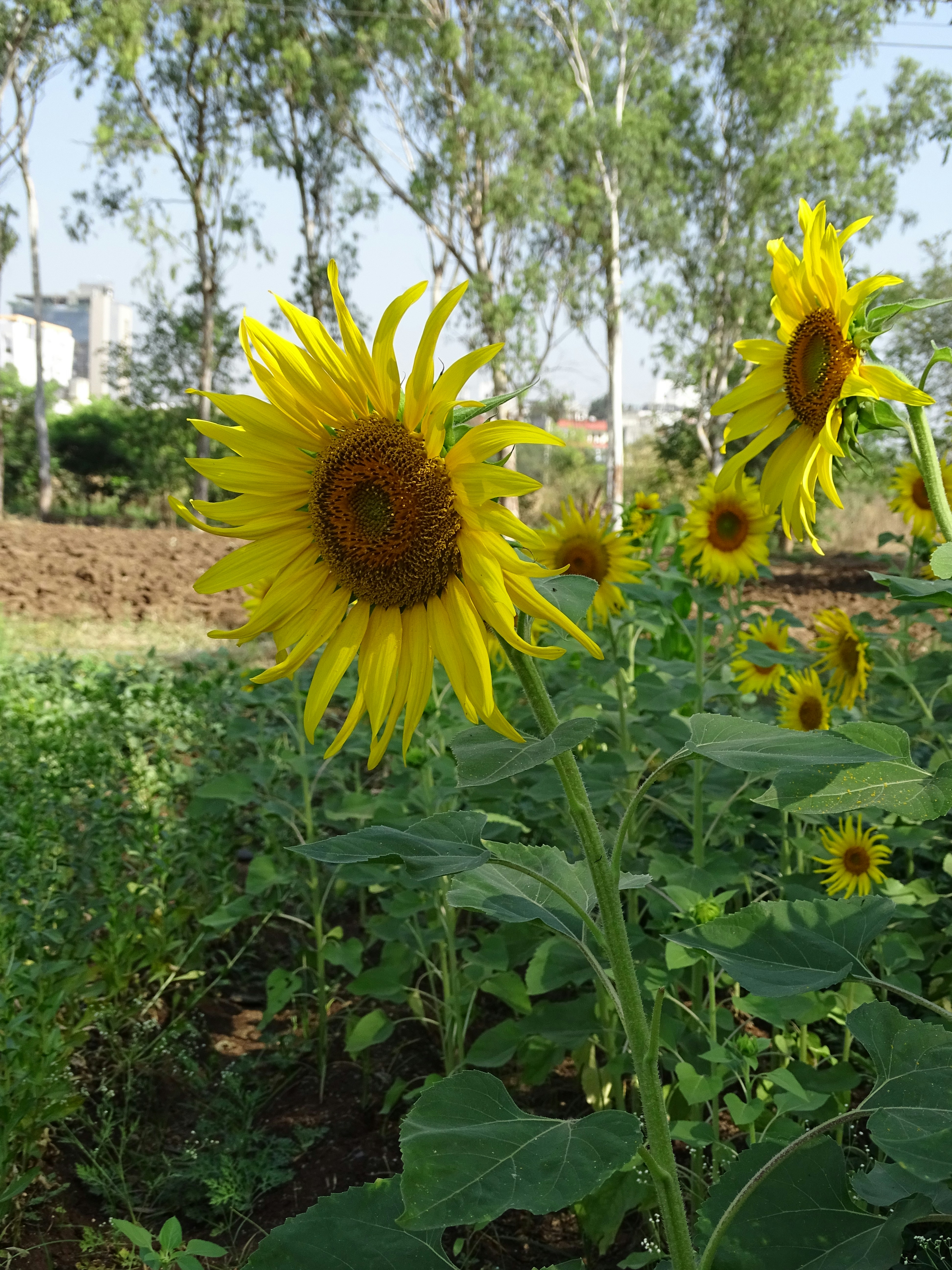 a field of sunflowers with a building in the background