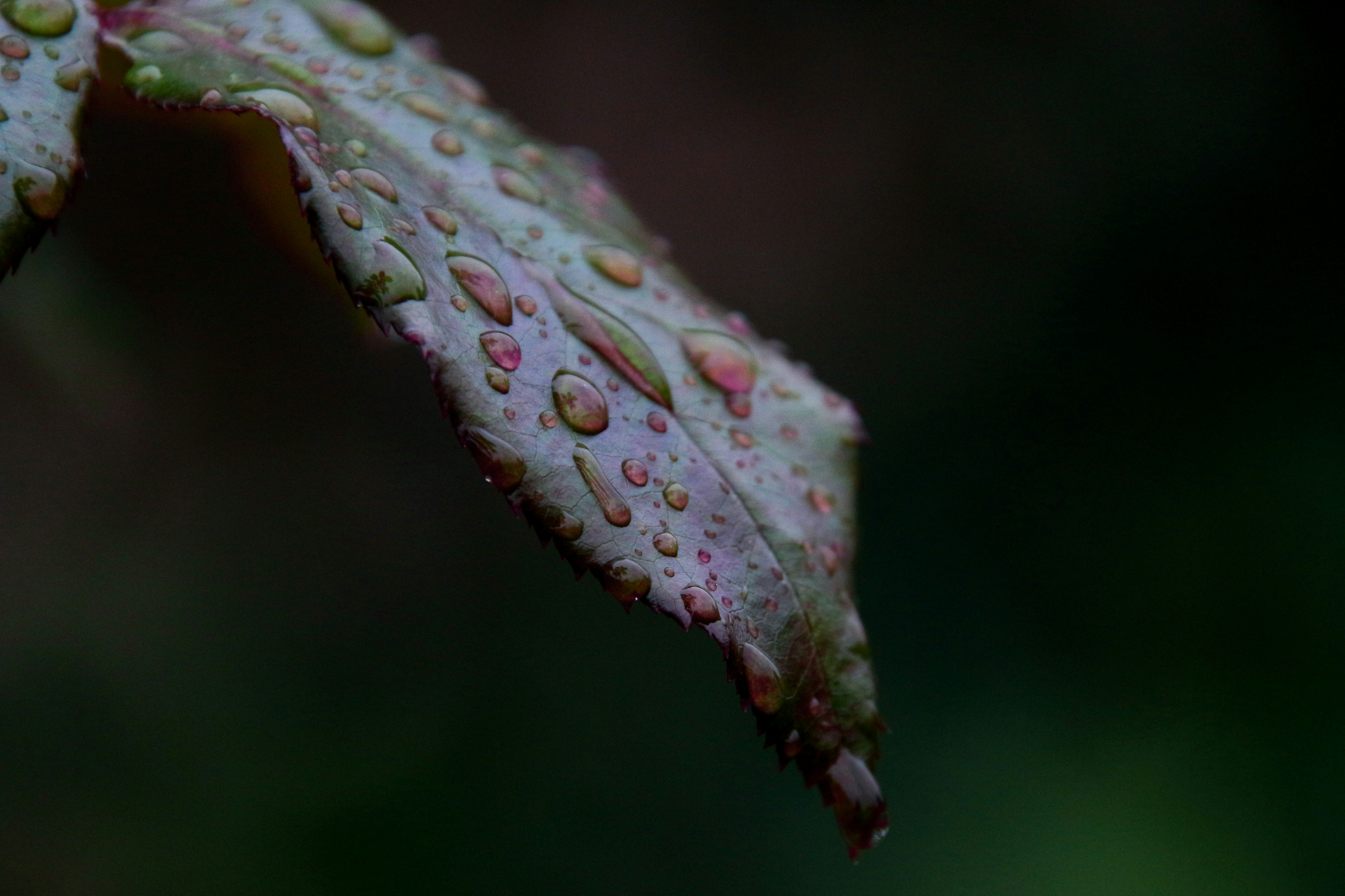 Un primer plano de una hoja con gotas de agua