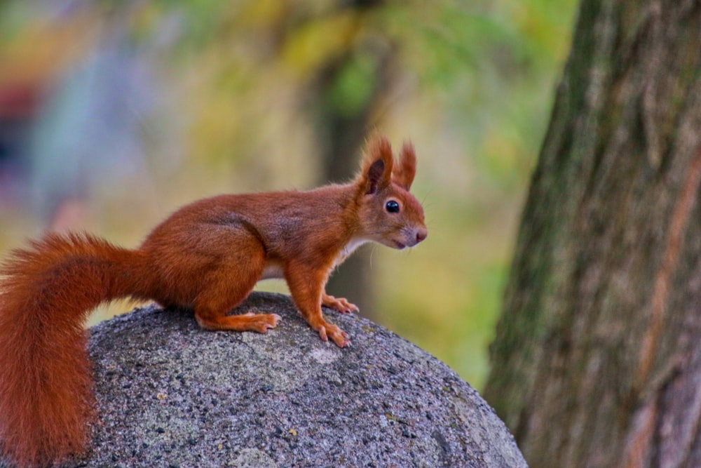 a red squirrel sitting on top of a rock