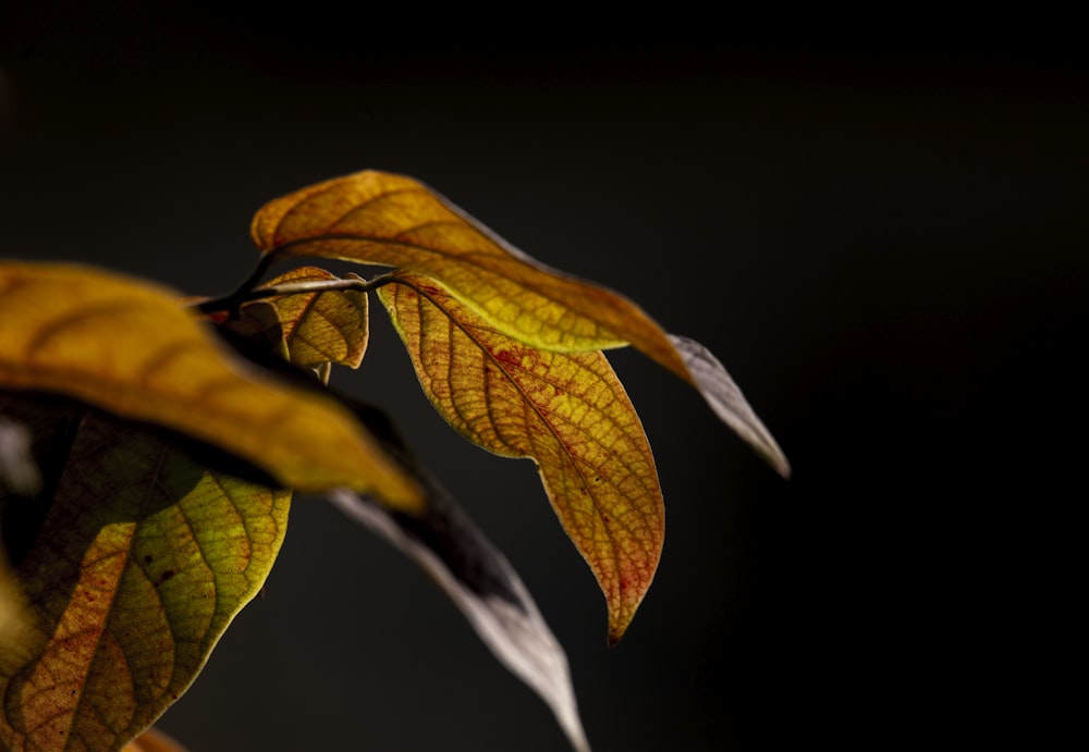 a close up of a leaf on a tree