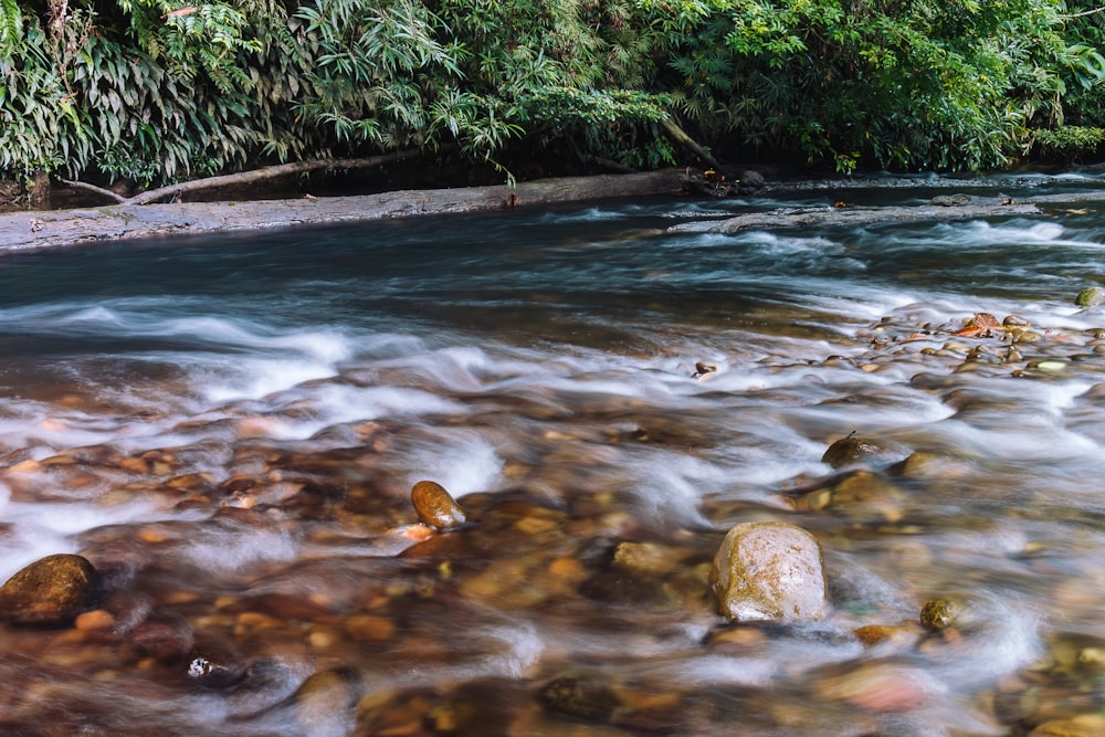 a river running through a lush green forest