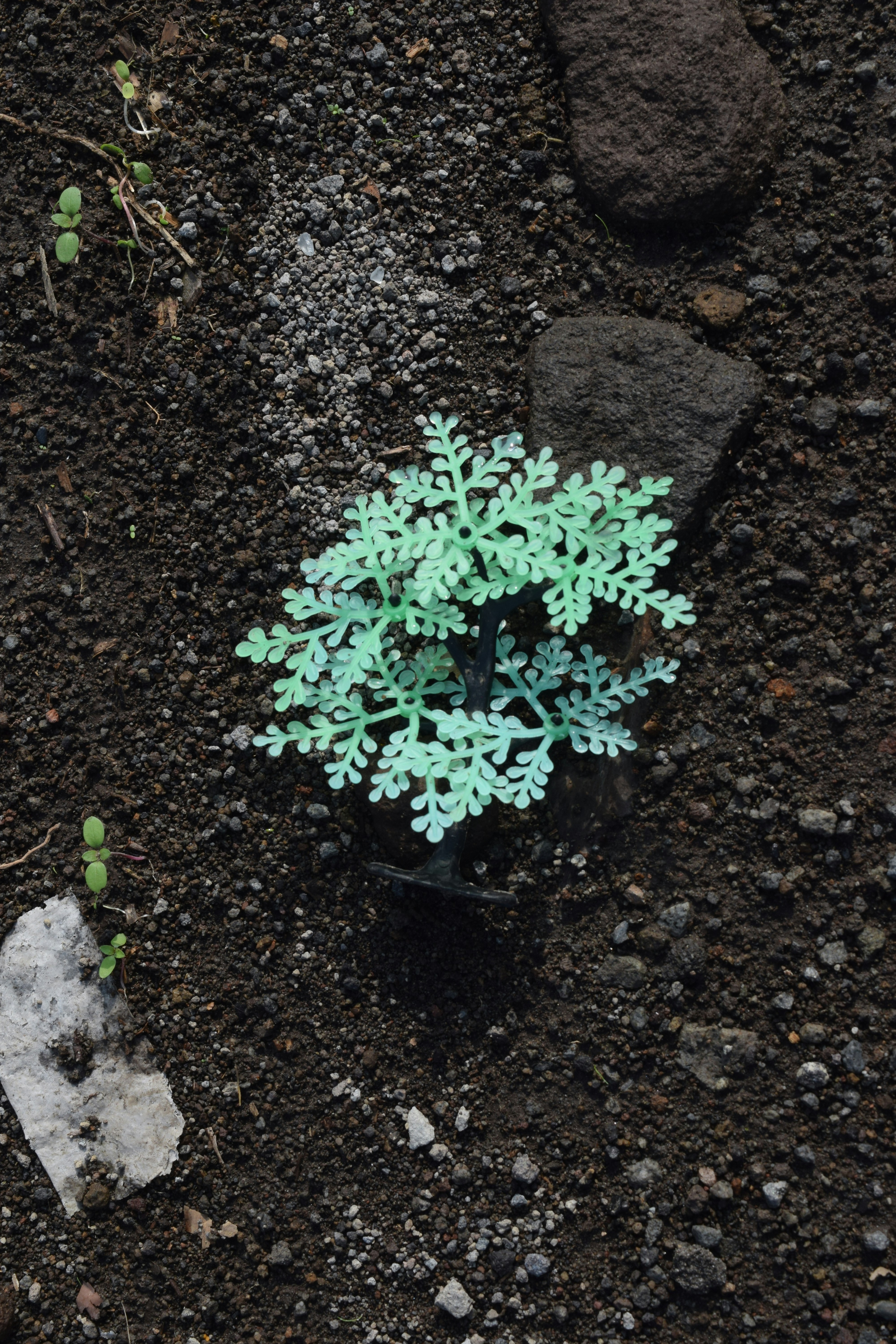 a small green plant growing out of the ground