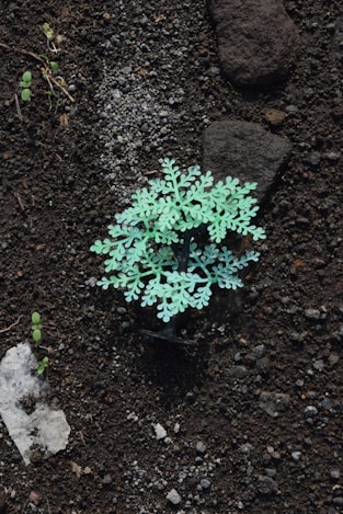 a small green plant growing out of the ground