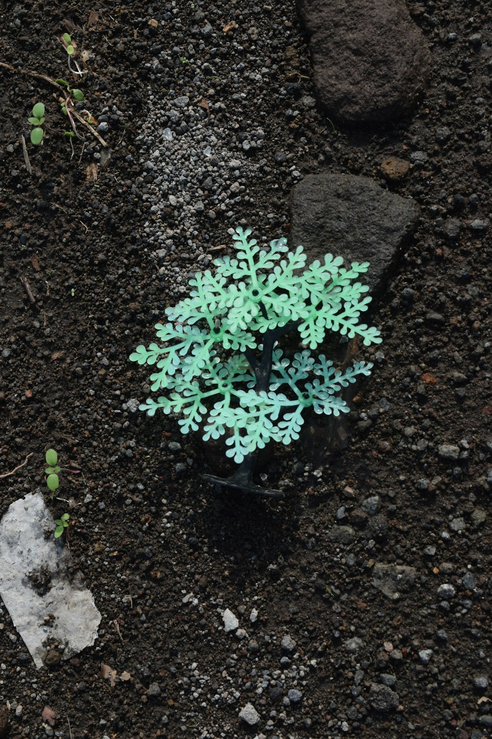 地面から生えている小さな緑の植物