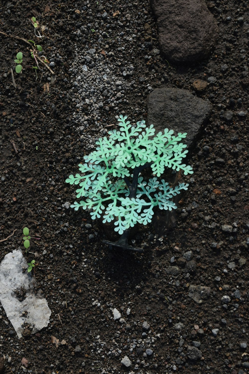 uma pequena planta verde crescendo do chão