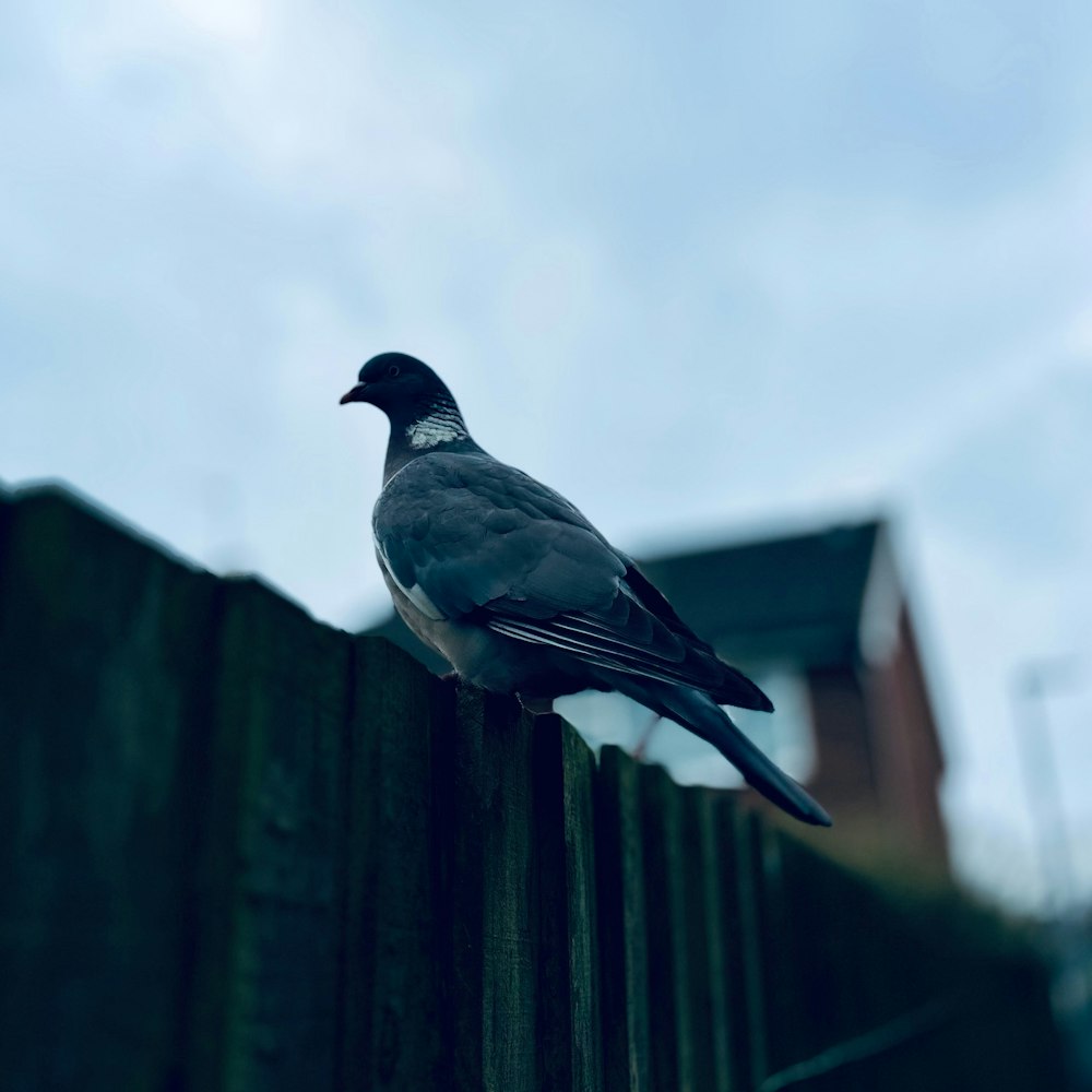 a bird sitting on top of a wooden fence