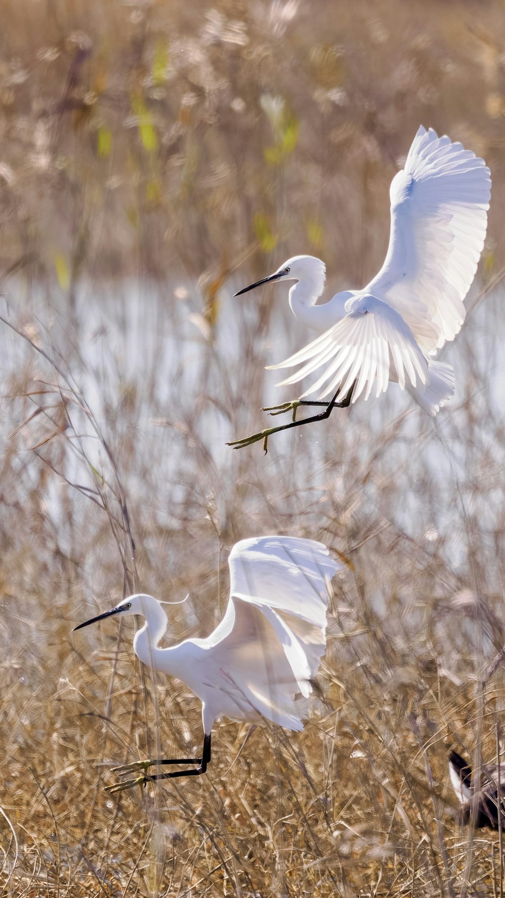 a couple of white birds flying over a dry grass field