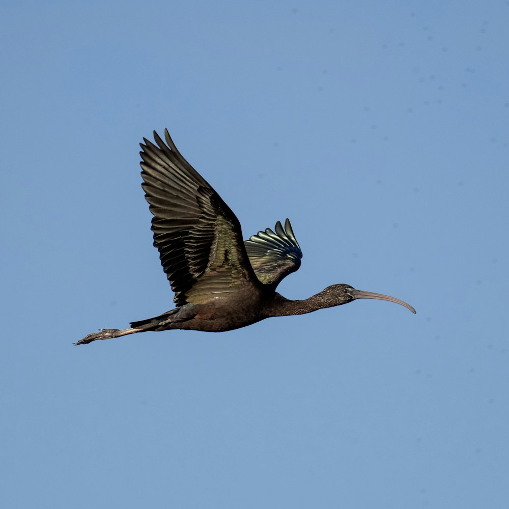 a large bird flying through a blue sky