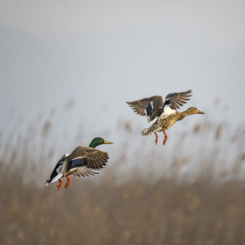 a couple of ducks flying over a dry grass field
