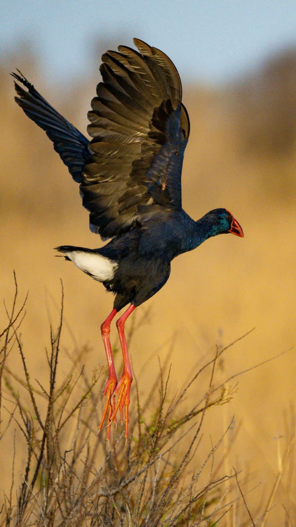 a black bird with a red beak is flying over a bush