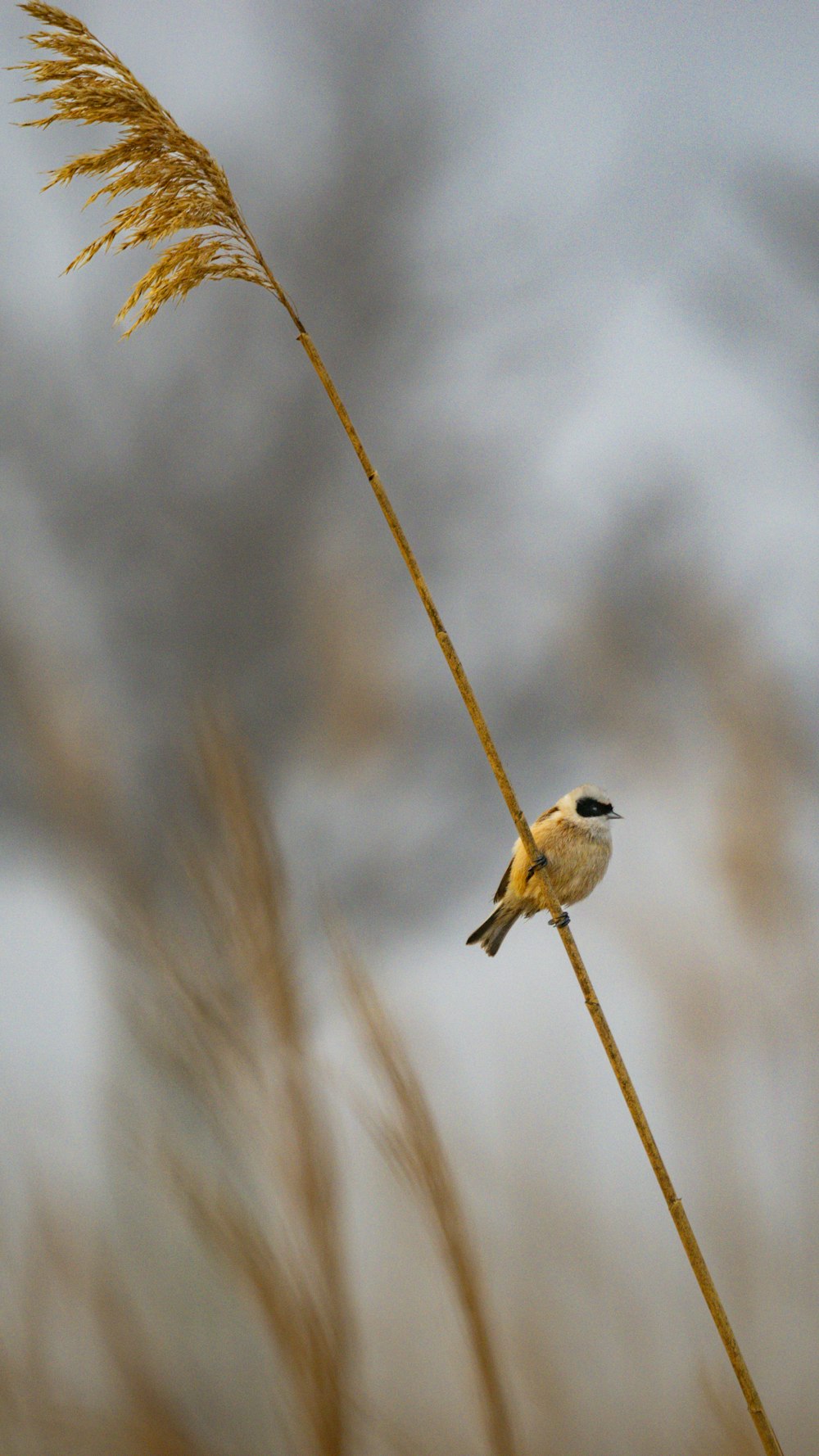 a small bird sitting on top of a tall plant