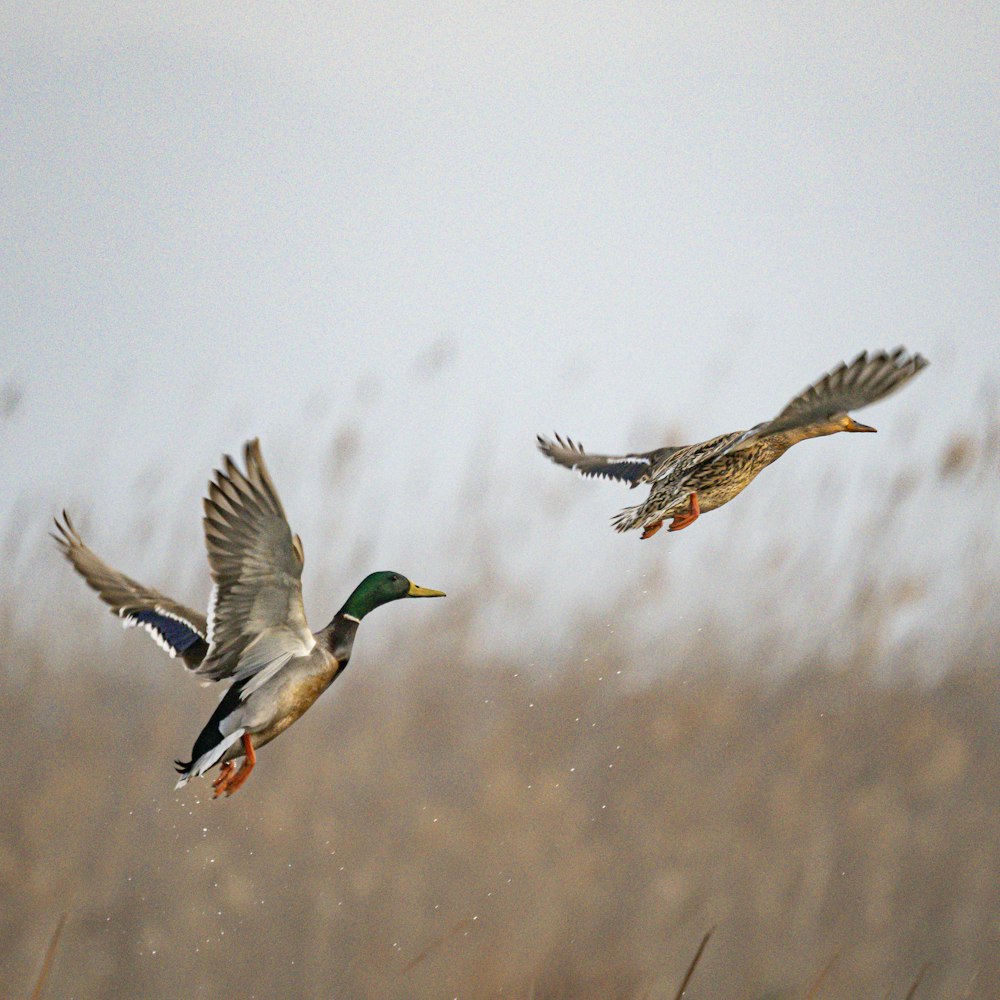 a couple of birds flying over a dry grass field