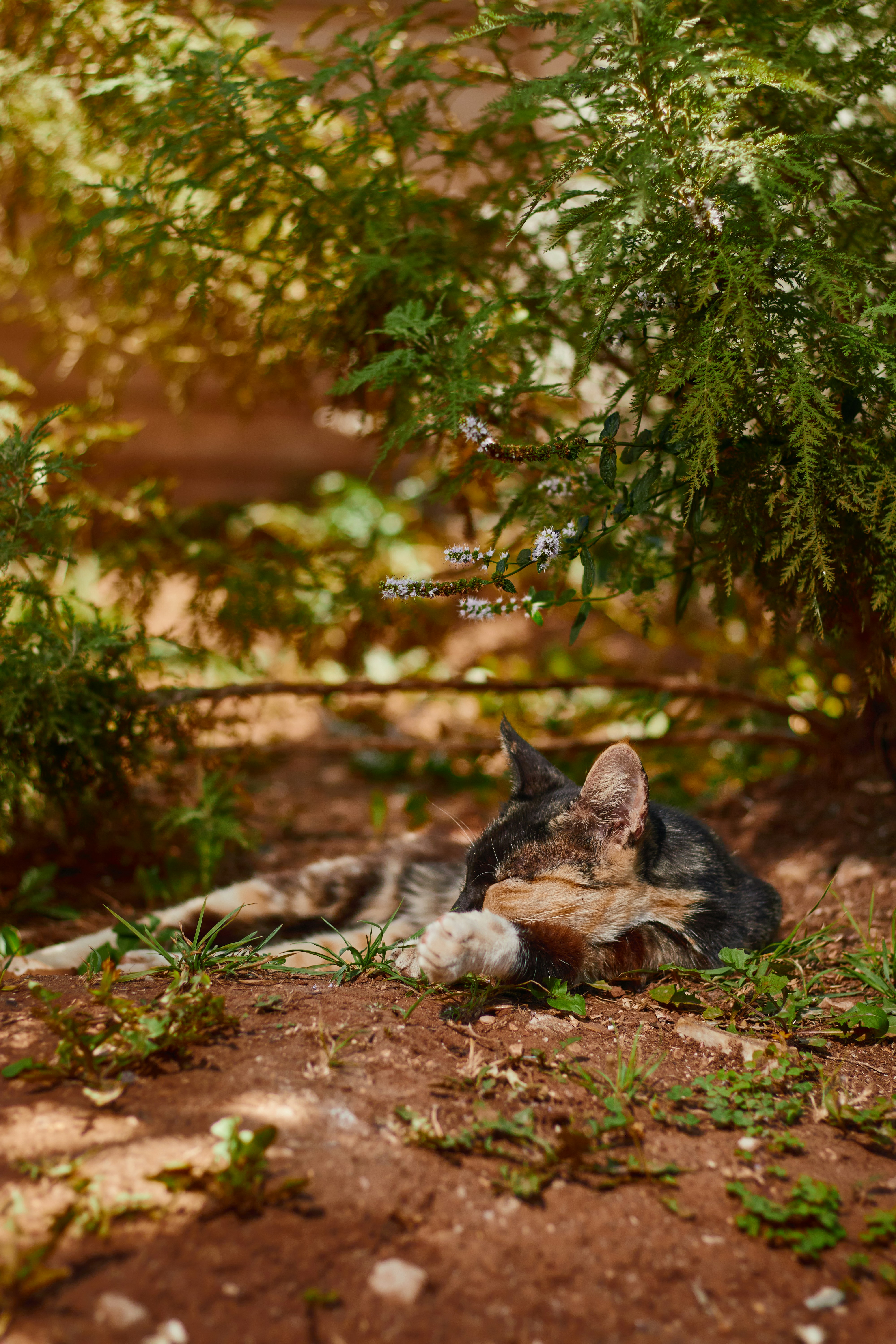 a cat laying on the ground next to a tree