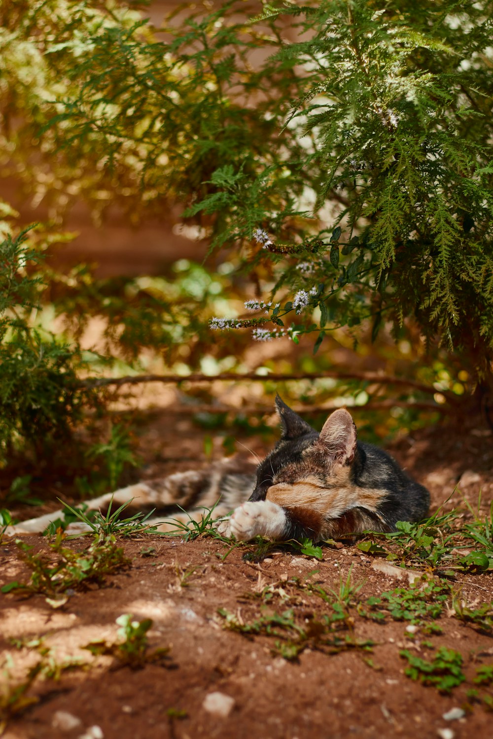 a cat laying on the ground next to a tree