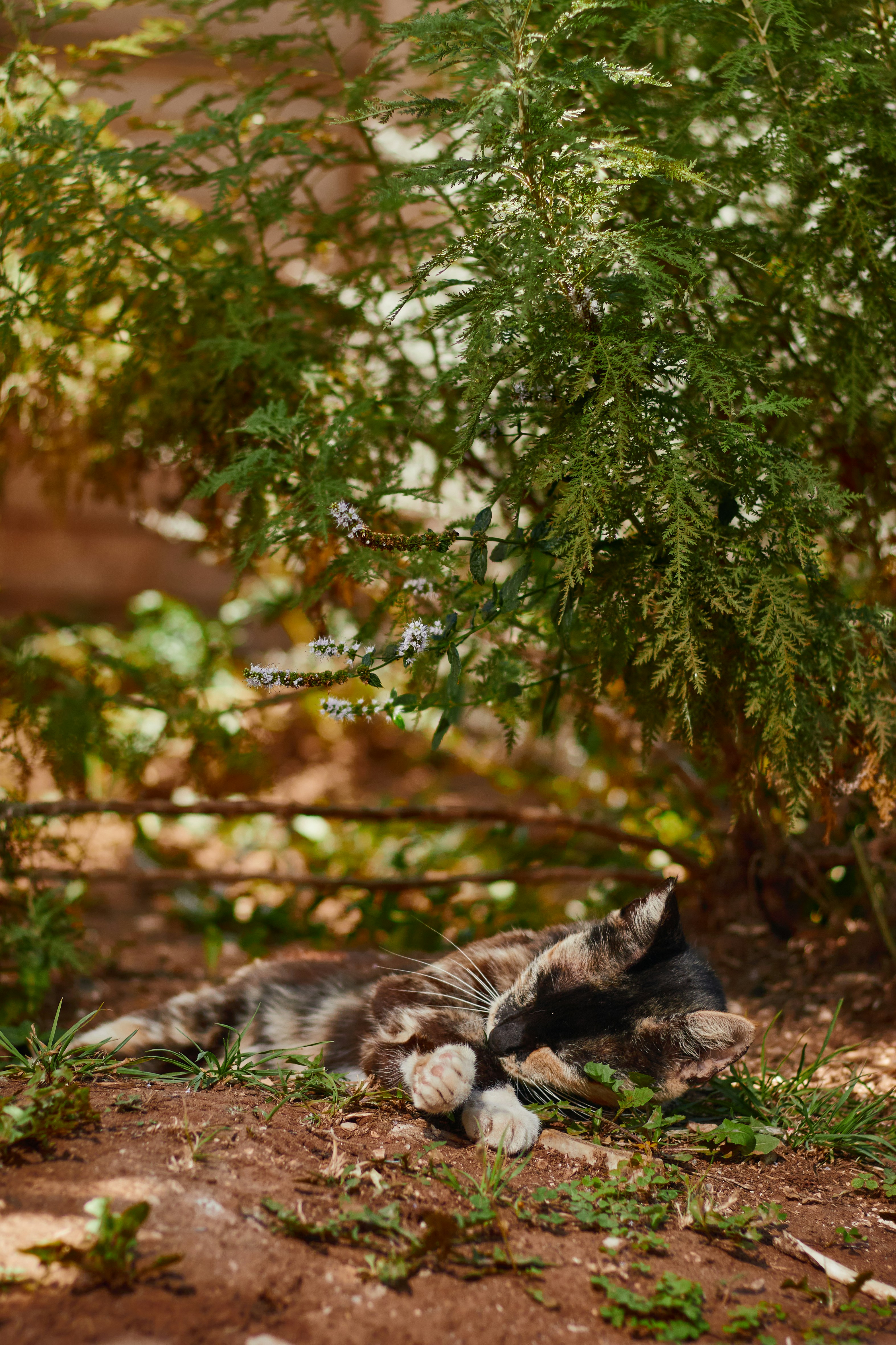 a cat that is laying down in the dirt