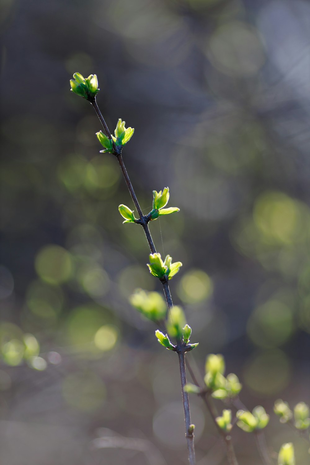 a close up of a plant with green leaves