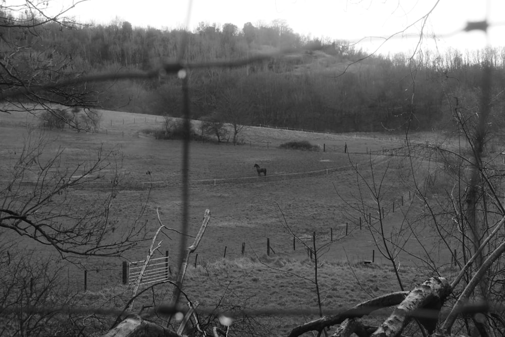 a black and white photo of a horse in a field